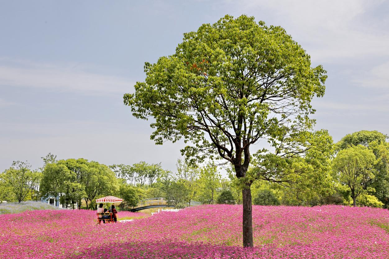 pic_009.png