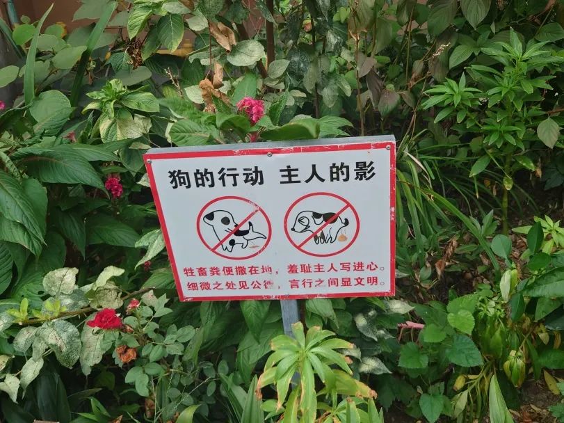 普陀:争做文明养宠人!普陀真如开展文明养宠宣传整治行动—各区联播—文明上海
