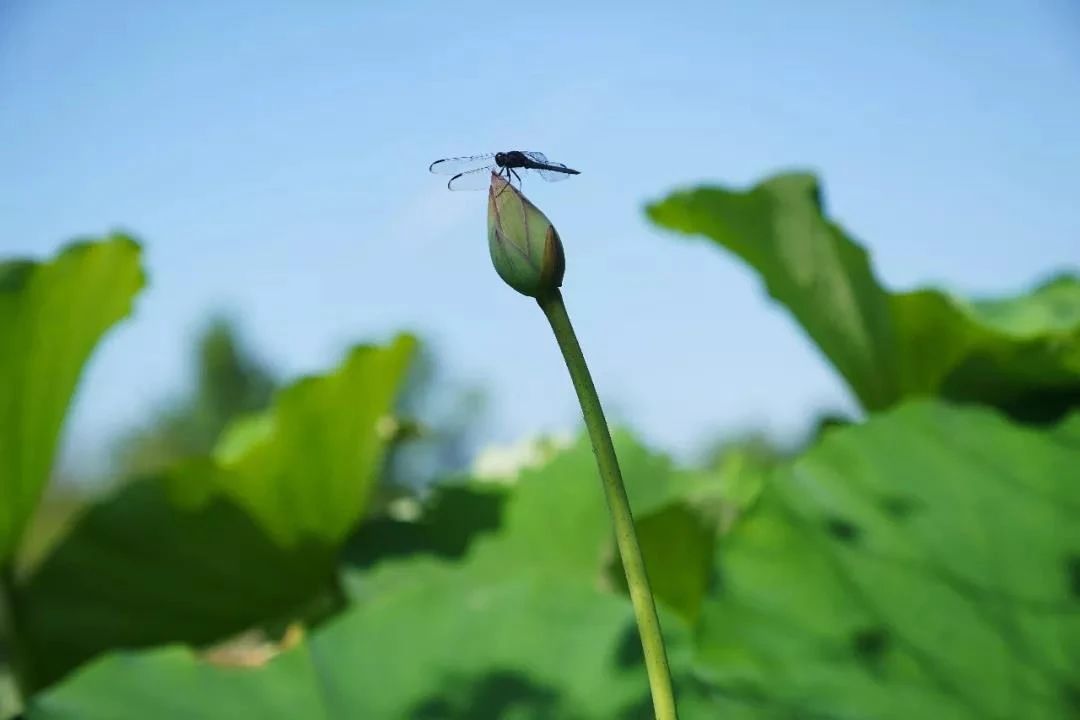 pic_003.jpg